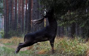 ویدئو/ گوزن سیاهی که چشمتان را خیره می کند!