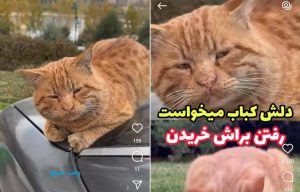 گربه میگه کباب.