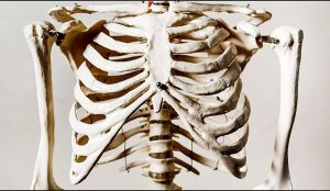 ماجرای خلق حوا از دنده آدم؛ آیا تعداد دنده‌های زن و مرد برابر است؟