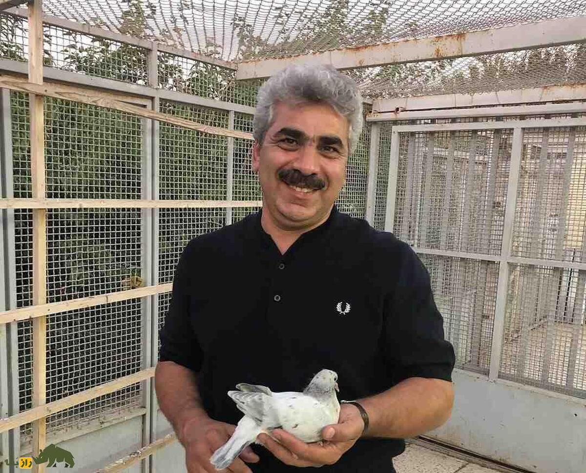 سلطان کفتربازان ایرانی با 2024 کفتر پیدا شد+ عکس