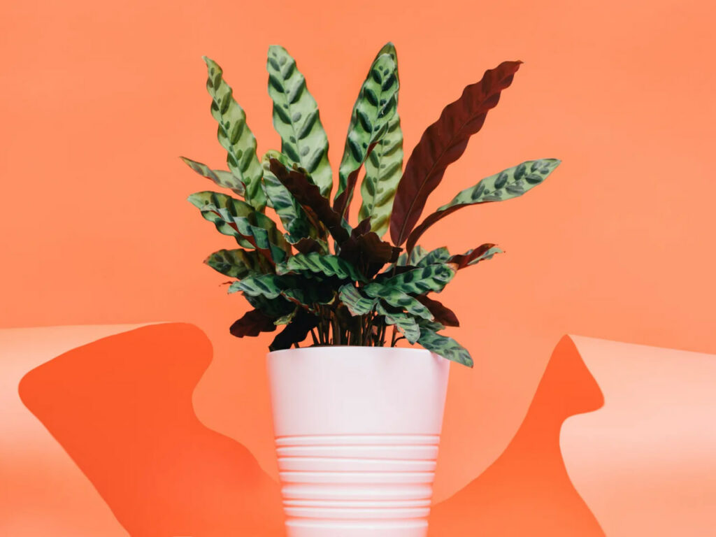 تولید محتوا بدون چهره چیست؟ معرفی چند ایده و هوش مصنوعی برای ساخت کانال یوتوب بدون چهره تولید محتوا بدون چهره چیست؟ معرفی چند ایده و هوش مصنوعی برای ساخت کانال یوتوب بدون چهره