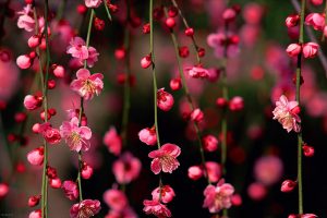 فال حافظ پنجشنبه ۳۰ اسفند۱۴۰۳؛ صلاح از ما چه می‌جویی که مستان را صلا گفتیم....