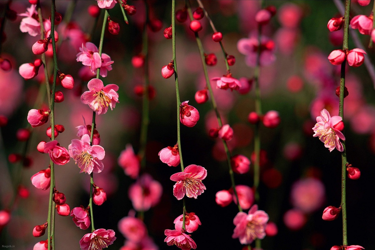 فال حافظ پنجشنبه ۳۰ اسفند۱۴۰۳؛ صلاح از ما چه می‌جویی که مستان را صلا گفتیم....