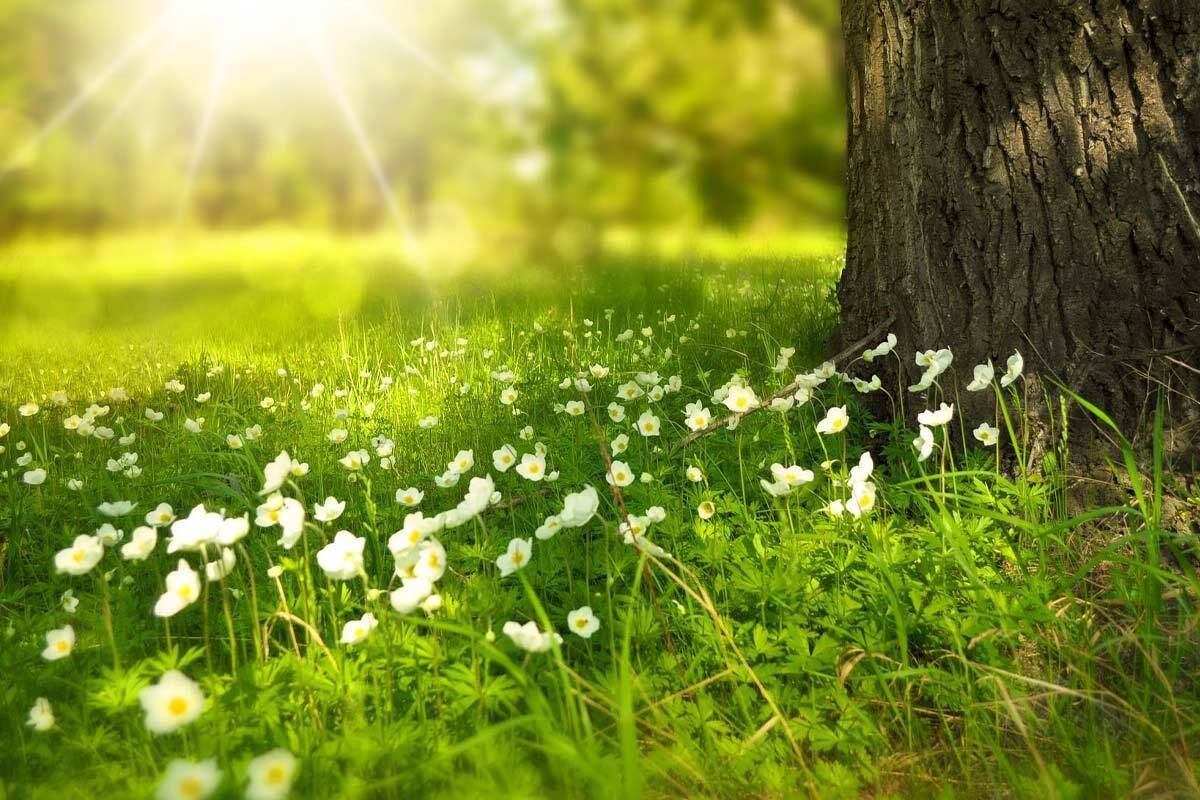 فال حافظ جمعه ۱ فروردین ۱۴۰۴؛ بهار و گل طرب انگیز گشت و توبه شکن....