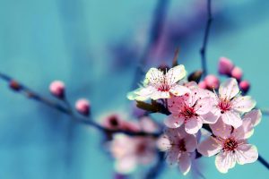 فال حافظ شنبه ۲ فروردین ۱۴۰۴؛ دانی که چیست دولت دیدار یار دیدن....