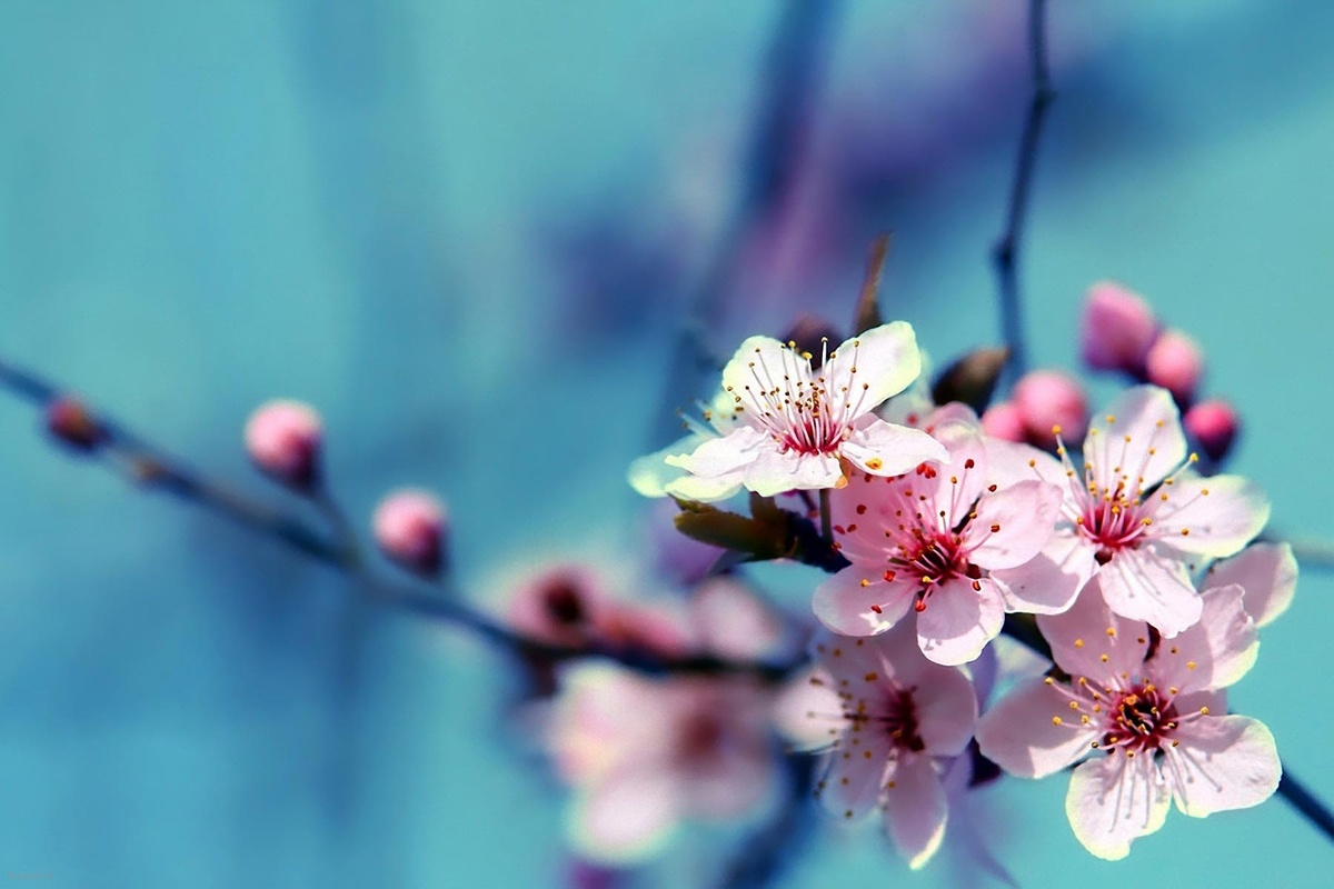 فال حافظ شنبه ۲ فروردین ۱۴۰۴؛ دانی که چیست دولت دیدار یار دیدن....