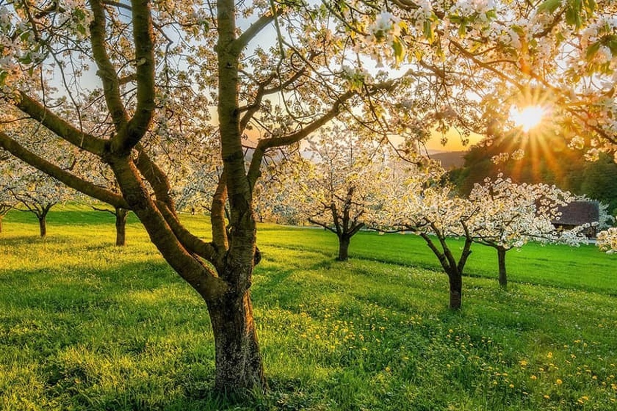 فال حافظ سه شنبه ۲۱ اسفند۱۴۰۳؛‌ ای خونب‌های نافه چین خاک راه تو.....