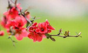 فال حافظ چهارشنبه ۲۲ اسفند ۱۴۰۳؛ به کوی میکده یا رب سحر چه مشغله بود.....