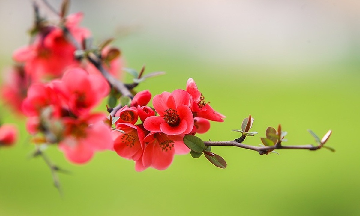 فال حافظ چهارشنبه ۲۲ اسفند ۱۴۰۳؛ به کوی میکده یا رب سحر چه مشغله بود.....