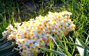 فال حافظ یکشنبه ۱۰ فروردین ۱۴۰۴؛ اگر آن ترک شیرازی به دست آرد دل ما را..