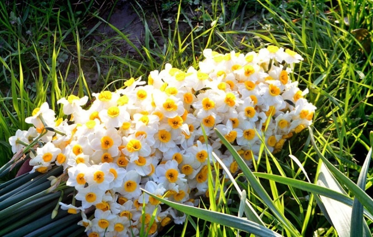 فال حافظ یکشنبه ۱۰ فروردین ۱۴۰۴؛ اگر آن ترک شیرازی به دست آرد دل ما را..