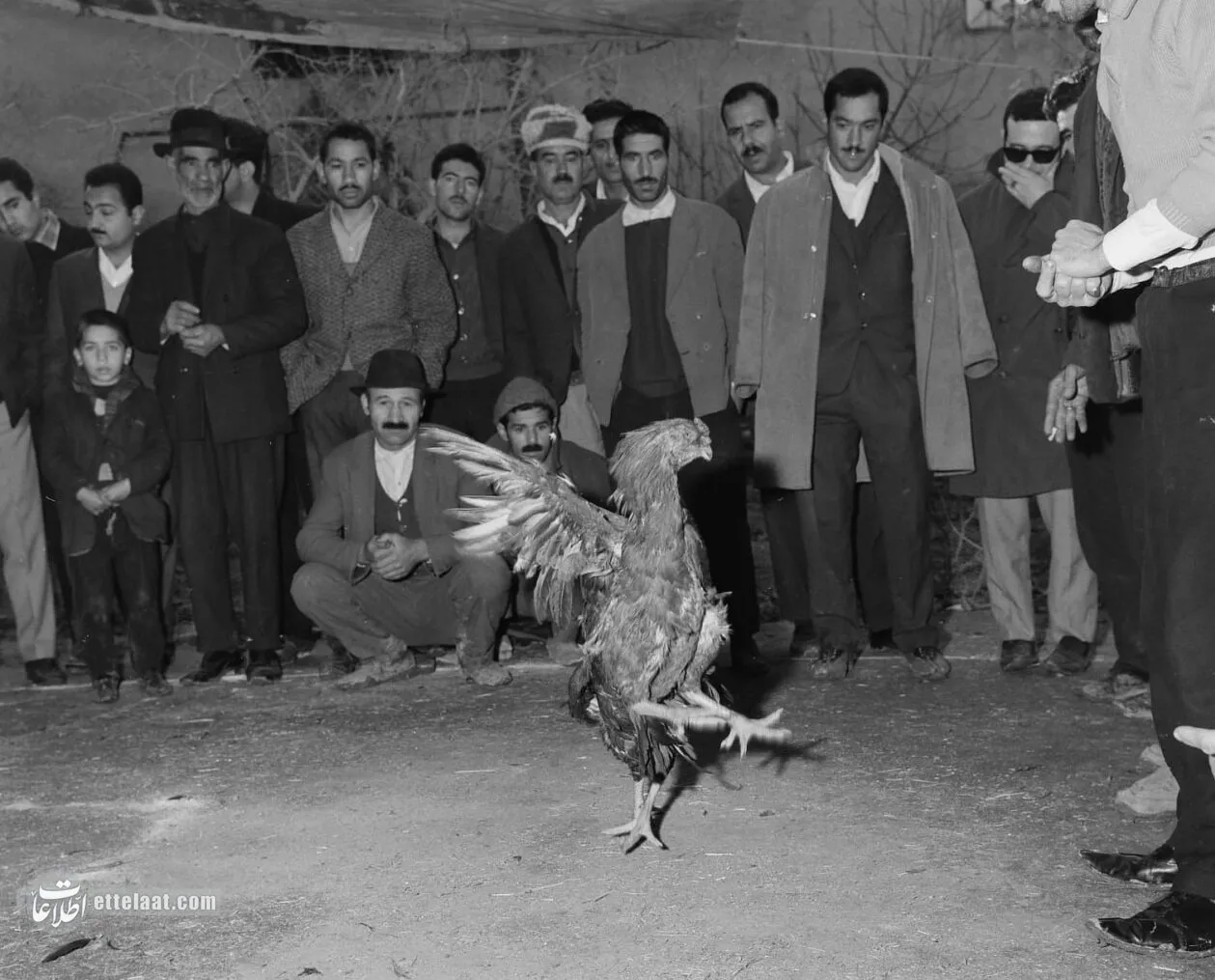 جایزه جشنواره «شاه خروس» را چه کسی به خانه برد؟ +عکس و جزئیات