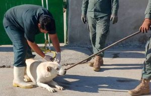 ۹ مجروح بر اثر حمله سگ در سبزوار