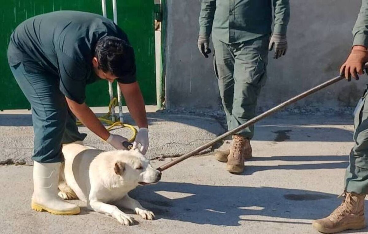 ۹ مجروح بر اثر حمله سگ در سبزوار