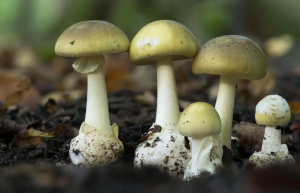 قاتل وحشی؛ مرگ وحشتناک ۲ خواهر با خوردن قارچ سمی