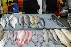 کلاهبرداری ۳۵۰ میلیاردی با عنوان تاجر شیلات!