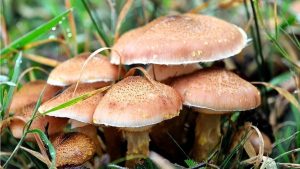 قارچ سمی ۱۸ نفر را در لرستان راهی بیمارستان کرد