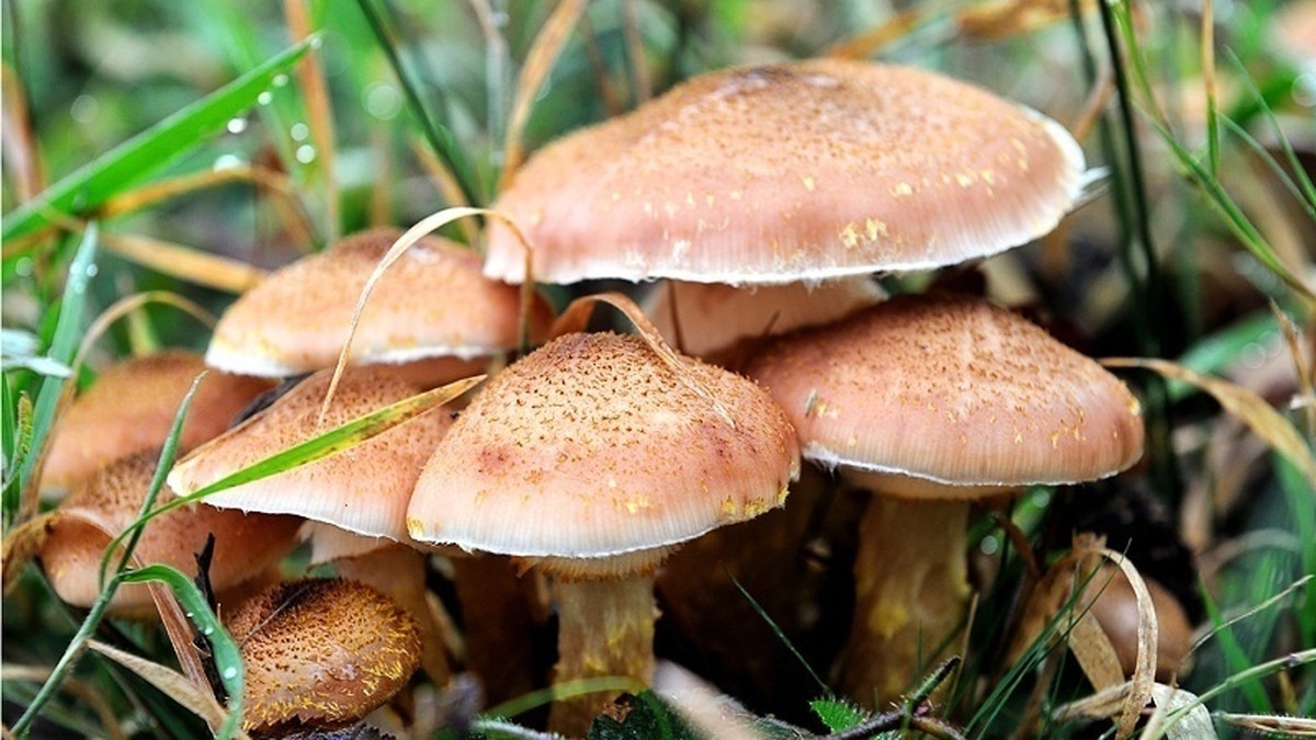 قارچ سمی ۱۸ نفر را در لرستان راهی بیمارستان کرد