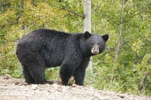 جزییات حادثه حمله خرس به یک چوپان در قلعه گنج