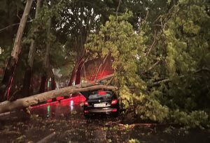 طوفان تهران را در نوردید/ سقوط درختان و آبگرفتی معابر