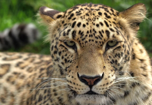 مصدومیت یک کارگر در برخورد با یک پلنگ