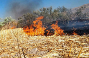 علت آتش سوزی زمینهای کشاورزی ایلام چه بود؟