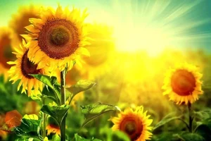 تفال به حافظ چهارشنبه ۱۵ مرداد ۱۴۰۴؛نوبهار است در آن کوش که خوشدل باشی....