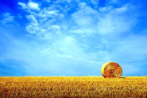 تفال به حافظ جمعه ۱۷ مرداد ۱۴۰۴؛ به جان خواجه و حق قدیم و عهد درست.....