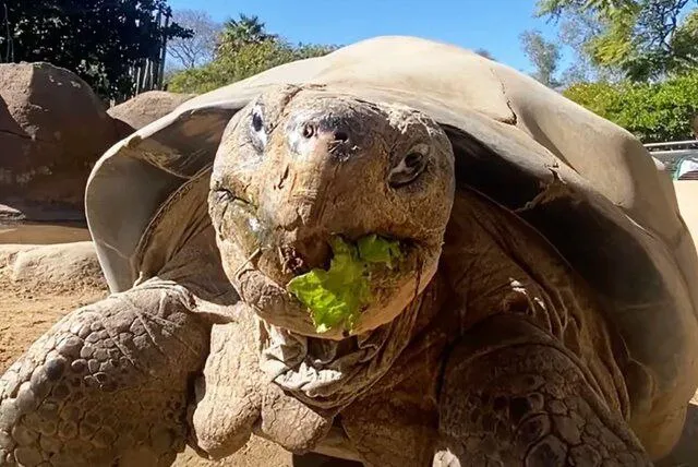 مرگ سالخوردهترین حیوان باغ وحش «سندیگو» در ۱۴۱ سالگی+ عکس مرگ سالخوردهترین حیوان باغ وحش «سندیگو» در ۱۴۱ سالگی+ عکس