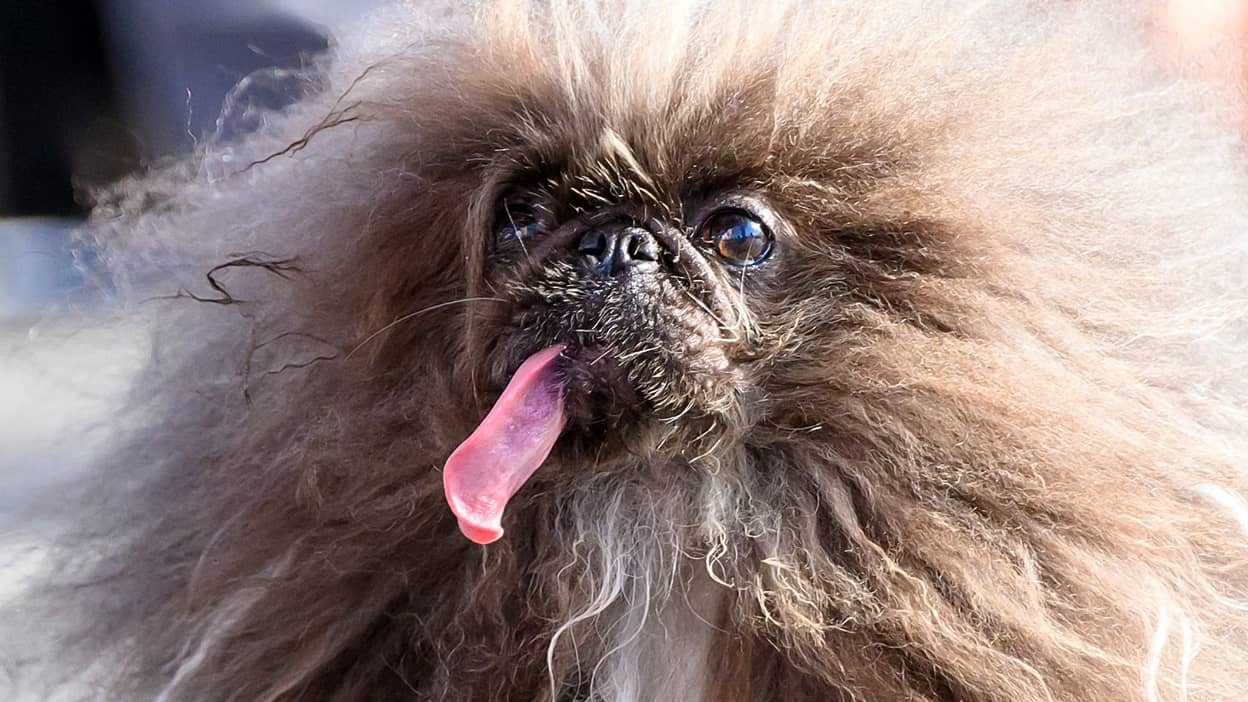 این سگ بامزه برنده مسابقه زشتترین سگ دنیا شده!