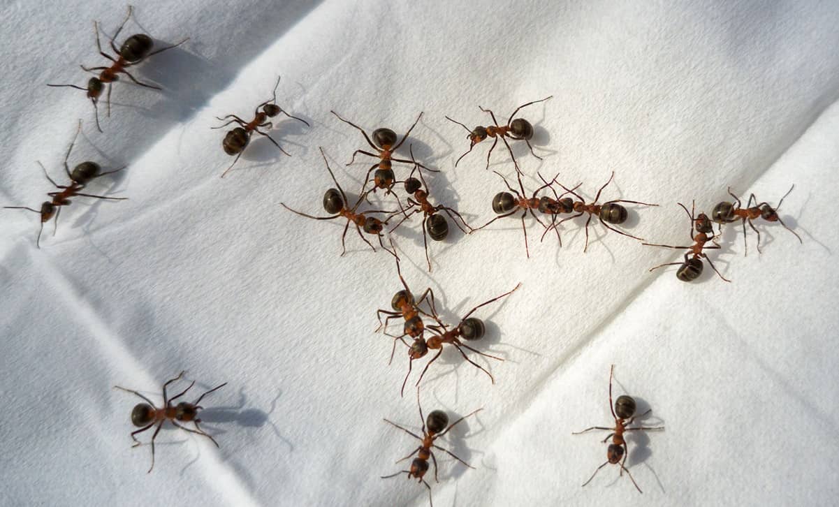 شگفت آور؛ دختری که از چشمانش مورچه بیرون میآید!