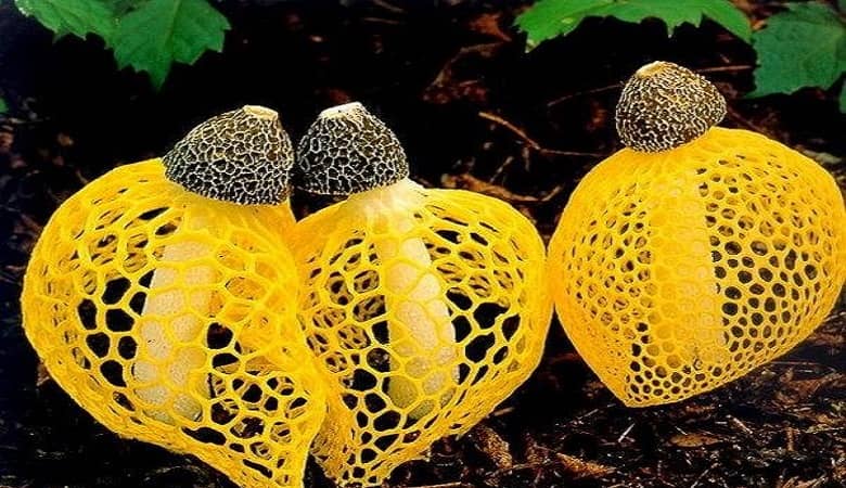 خبر داغ؛ بوی این قارچ باعث “ارضای جنسی” می شود!