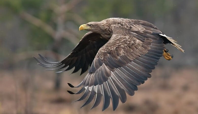 ویدئو/ لحظه هولناک حمله یک عقاب به یک نوجوان مسجدسلیمانی/ مردم به دادش رسیدند!