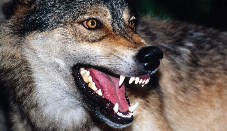 دستور العمل مواجهه با گرگ‌های گرسنه در زمستان