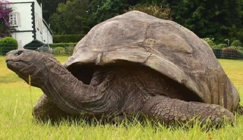 عکس/ پیرترین جانور روی کره زمین که همسن ناصرالدین شاه قاجار است!