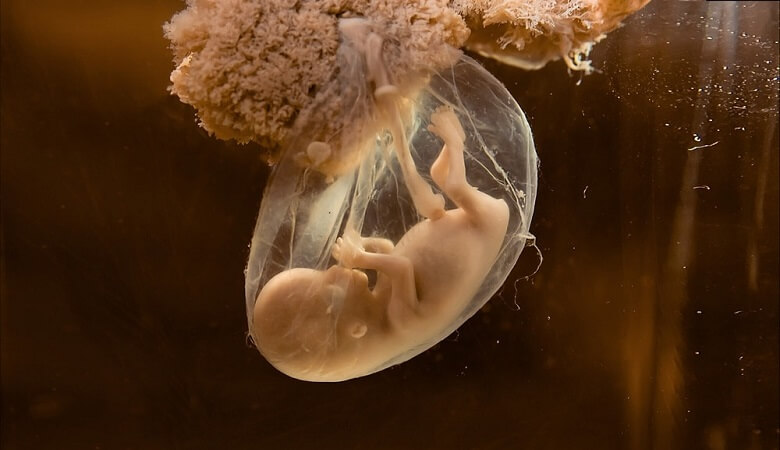 تصاویر واقعی از بچه پری‌ها در دنیای واقعی!