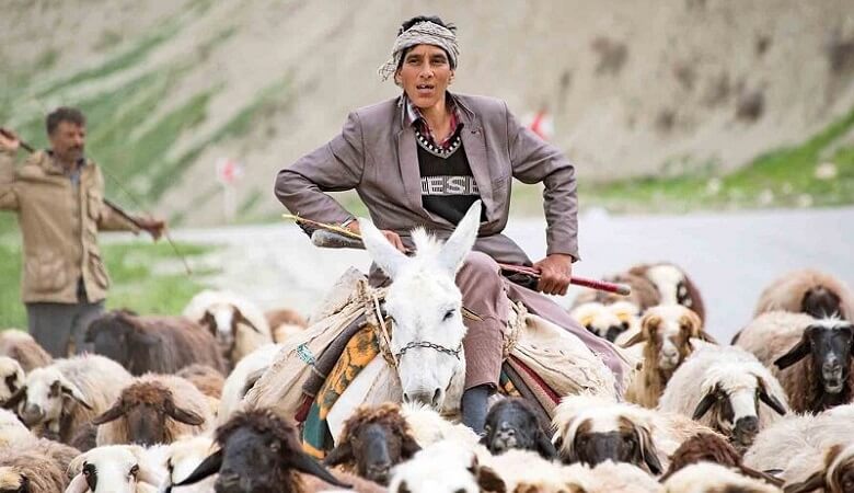 ویدئو/ مصائب صبحانه خوردن چوپان؛ سر و کله زدن با الاغ و گوسفندهای نان دزد!