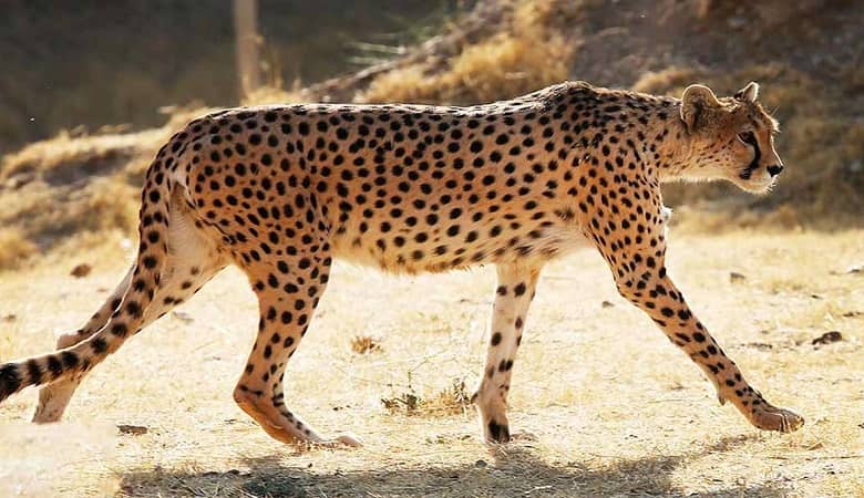 شور شیرین