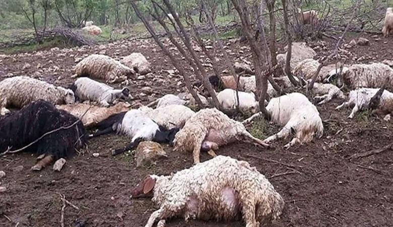 چرا ۷۵۰ رأس دام در یکی از روستاهای گلستان تلف شدند؟ + دلیل ناراحت کننده