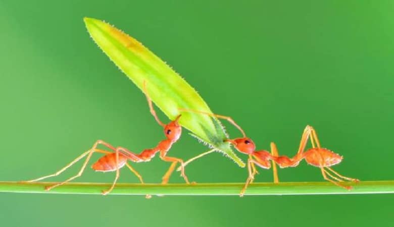 عجیب اما واقعی؛ تشخیص سرطان توسط این حشره کوچک!