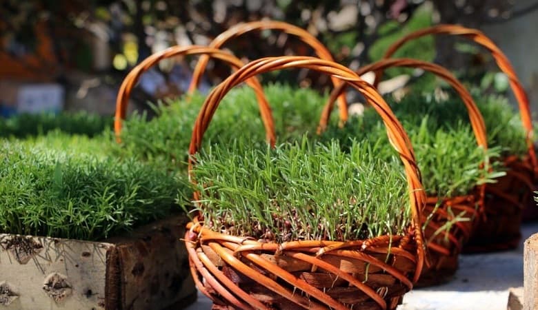 چگونه سبزه عید میکروگرین خوب در خانه سبز کنیم؟