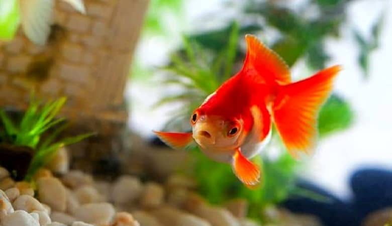 توصیه های مهم برای خرید ماهی قرمز سالم و بی خطر