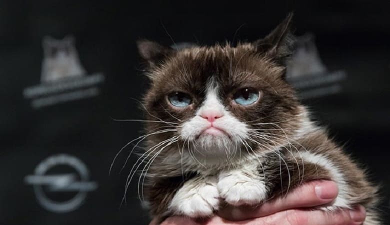 ویدئو/ وقتی گربه در مهمونی گوشی می‌شود!