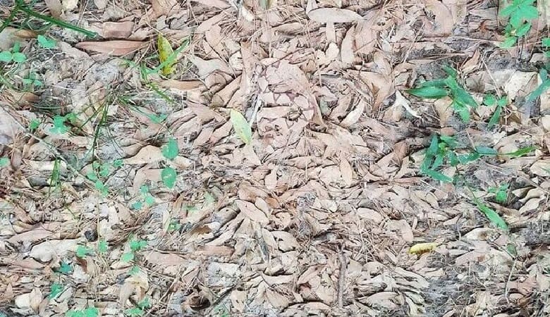 اگر مار را در این تصویر پیدا کردید، خیالتان از چشمتان راحت باشد!