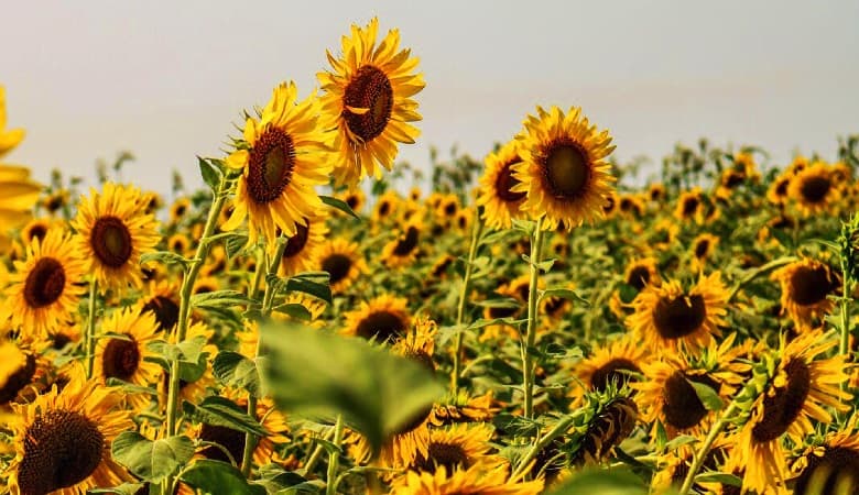 چگونه به شهر گل‌های آفتابگردان ایران برویم؟