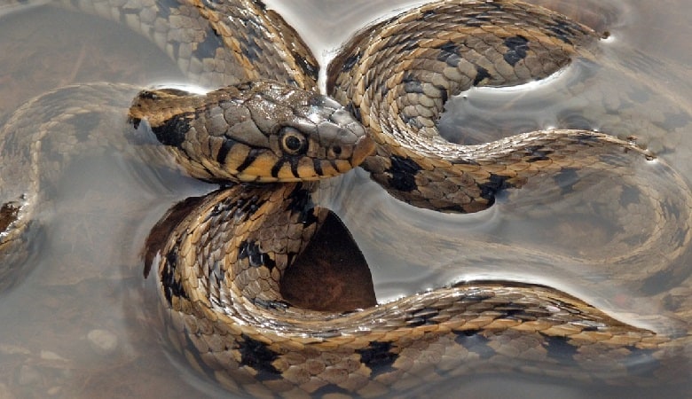 ویدئو/ مار نگونبخت به شکل عجیبی توسط ماهی غول پیکر بلعیده شد!