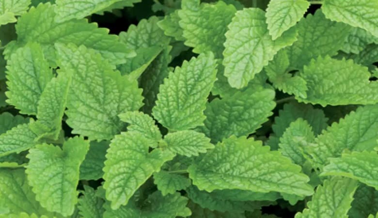 گیاهی که ابوعلی سینا علاقه زیادی به آن داشت!