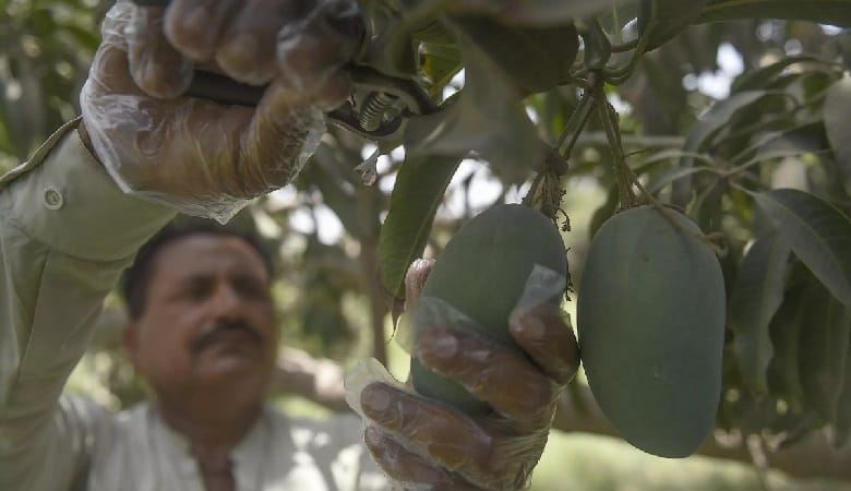 چرا تولید پادشاه میوه‌ها کاهش یافته است؟