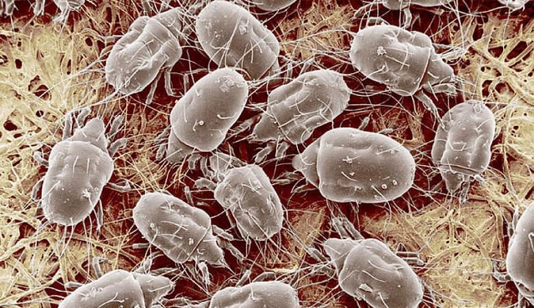 تصاویر/ موجودات ریزی که بر روی صورت انسان جفت‌گیری می‌کنند!