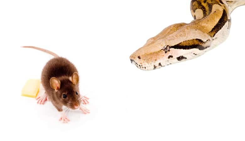 ویدئو/ دفاع بی‌نظیر موش از فرزندش و نجات او در برابر مار سمی!